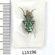 Carabidae, Cicindela soluta, A1, Ukraine