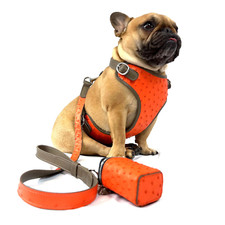 Sunset Orange Harness