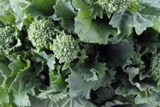 Broccoli, Early Fall Raini Raab  100 - 125  NON - GMO Seeds Heirloom