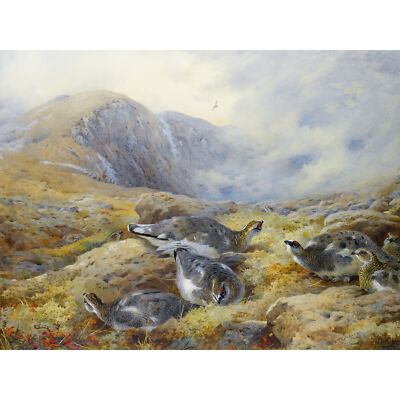 Thorburn Gefahr Aloft Rock Ptarmigan Vogel Gemälde XL Wandbild Leinwanddruck