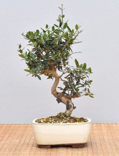 Bonsai, Wildolive (Olea europaea 'sylvestris') 25066 | Bonsai-Garten-Müller - Bild 2 von 2