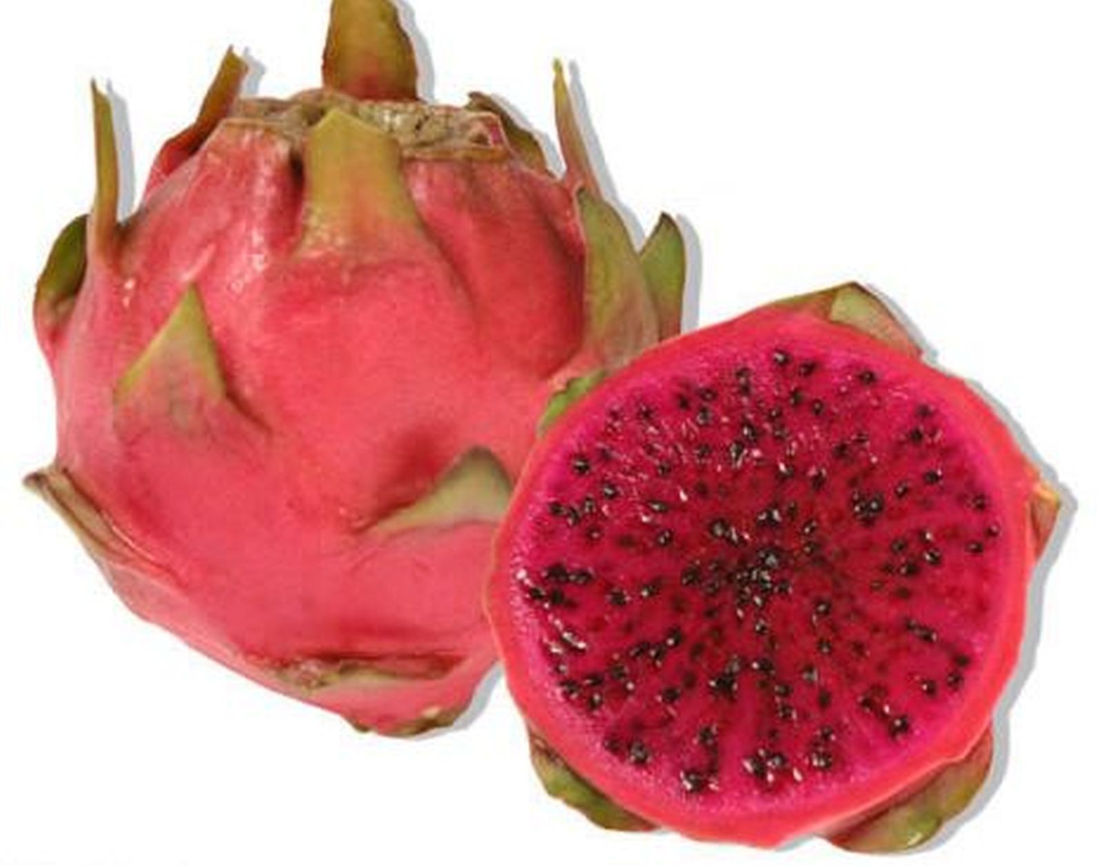 Fruit du dragon Pitaya lot de 2 pieds de variété Hylocereus pour terrasse et balcon ensoleillé