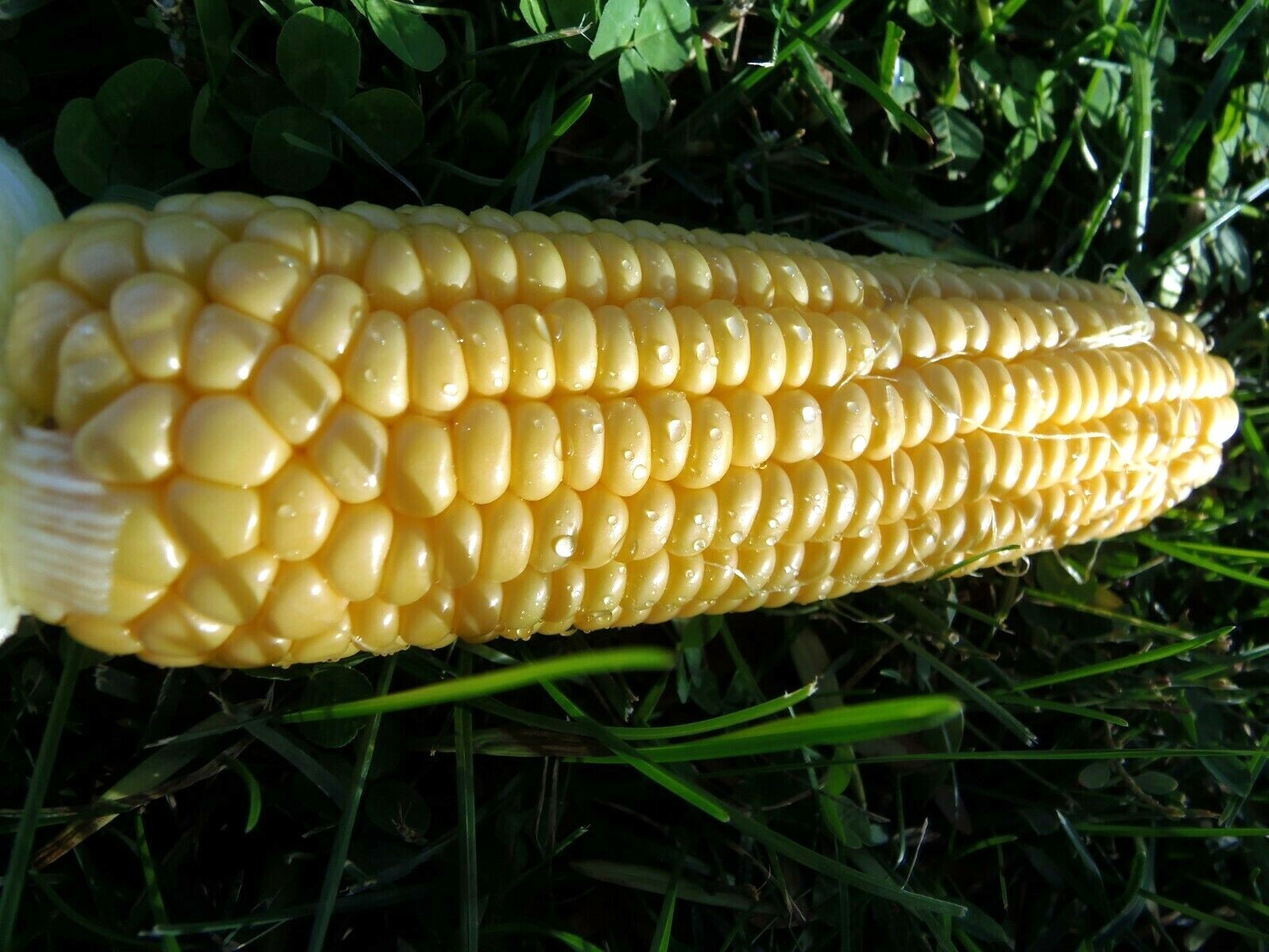 Buhl Sweet Corn fresh, oldfashioned flavor eBay