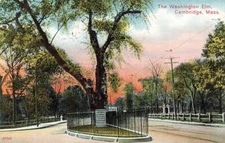 Washington Elm Cambridge Dirt Road Posted VTG Postcard P34