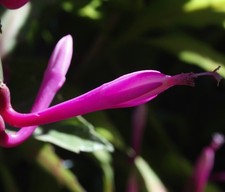 Disocactus quezaltecus, spectacular cool growing epiphytic cactus, type locality