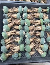 10pcs 3-5cm RareSucculent  Plant Cactus Garden Decor Boutique WYSIWYG