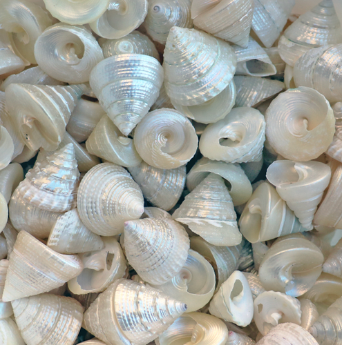 ~❤️~200grams Trochus pearled bright white 2.5-3.5cms approx Polished~❤️~ - Picture 1 of 3