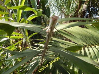 Photo 6x4 Spiny stem Brentford This stem looks like it has been cut off,  c2014