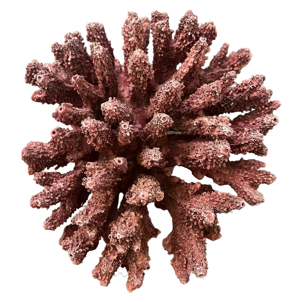 POTTERY BARN Imitación CORAL Trío Dedo Rojo Coral, Coliflor Blanca, Botella Dorada Foto 4 de 4