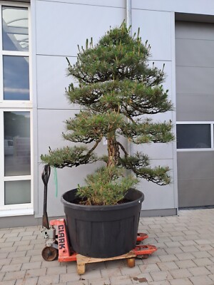 roter chinesischer bambus Fargesia scabrida 'Asian Wonder' / Roter Bambus XXL main image 1
