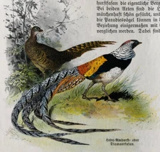 Fasanen Fasane Fasan Vogel 1908 Herbert Hartenstein Christian Votteler Bild 1212