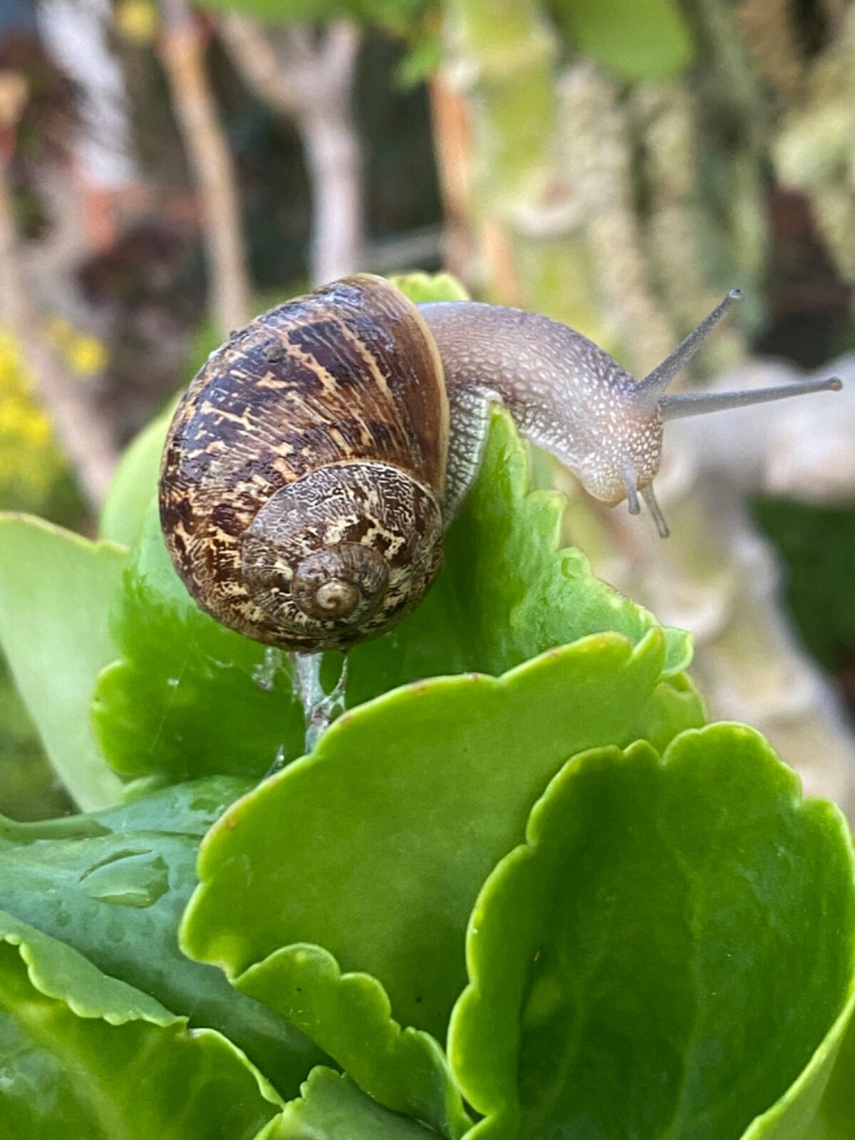 2 Live Pet Land Snails Garden Snails Great For Educational Use