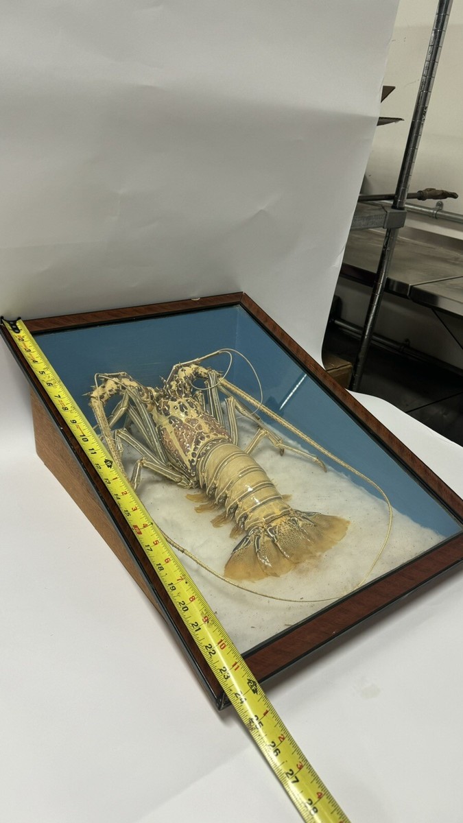 Victorian Specimen Albino Taxidermy Lobster in Shadow Box Frame | eBay