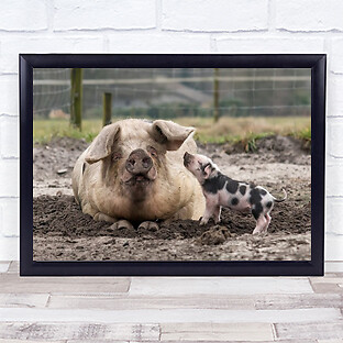 Ich liebe dich Mama Tiere Schweine Baby Mutter Zuneigung Schlamm Zaun Familie Kunstdruck