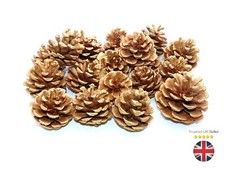 GOLD Natural Pine Cones Approx 60 Per kg Quality Pinecone's Florists Cone UK