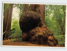 Postcard Redwood Burls California USA