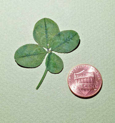 Real 4 leaf clover - dried, and pressed - Trifolium repens, Lucky item #3