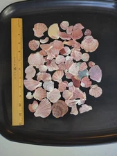 Flat Scallop fragments 