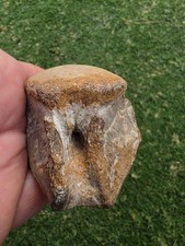 Mosasaur Pygal Vertebrae Ozan TX Fossil Tylosaur