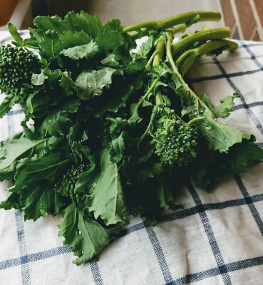 500 Quarantina Broccoli Raab, Broccoli Rabe, Rapini, Cime di rapa ...