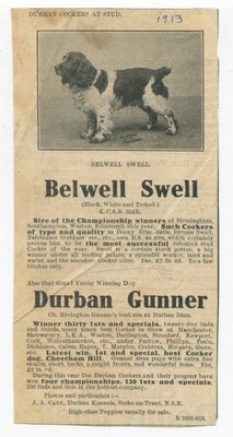 1913 Belwell Swell Cocker Spaniel Pure Bread Breeding Dog Antique Cutout Ad