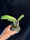 DO  Select - (Slc. Velvet Rubies x Circle of Life), mini-Cattleya, Orchid, RED! — photo 5