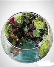 plant terrarium glass