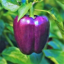 50+ PURPLE WHITE MEAT BELL PEPPER LILAC NON GMO Garden ORGANIC SEED HEIRLOOM 