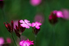 Dianthus carthusianorum-  Carthusian Pink  X 200 SEEDS Cottage Garden Prairie