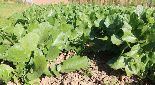 Rettich "Green Luobo", mild und knackig, Demeter BIO-Saatgut, 3g - Bild 2 von 2