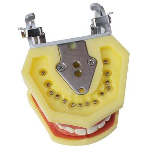 Modello denti modello educativo insegnamento modello laboratorio fornitura studio infermiere formazione display - Foto 3 di 4