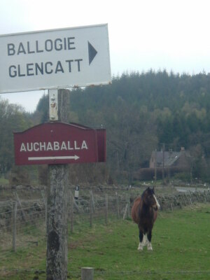 Photo 6x4 This is the way! Ballogie From Marywell and given the nod by a c2006