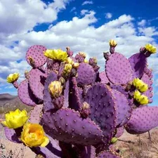 10 Purple Cactus Seeds (Opuntia Santa Rita) Prickly Pear Fruit Rare Fast Hardy-7