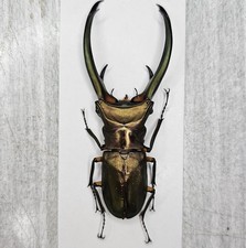 Lucanidae : Cyclommatus elaphus 92mm A1 Wild ...