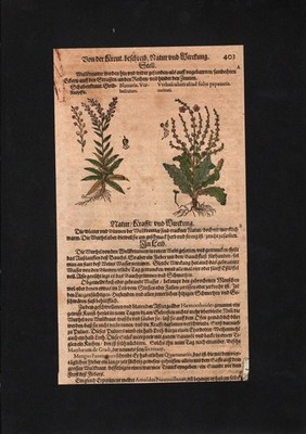 1580 - Cockroach Mullein Verbascum Herbs Herbal Herbal Book Mattioli