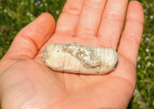 Natural Crinoid Fossil with Vibrant Sheen 30g Missouri USA Collectors Specimen - Picture 18 of 18