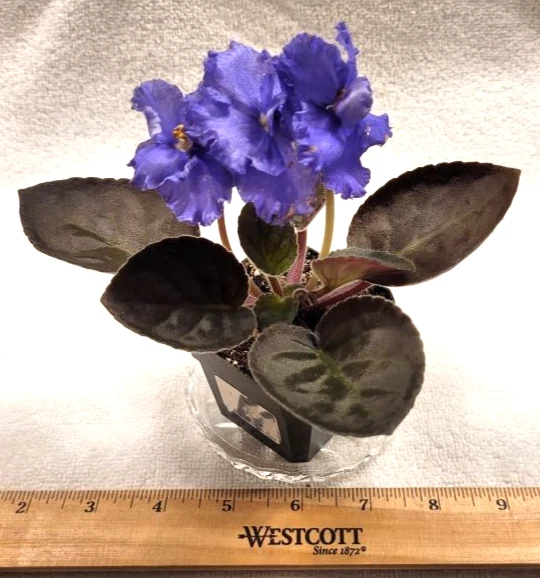 PLANTA VIOLETA AFRICANA ~ BAILARINA CAJA DE MÚSICA (Sorano) BIG BLOOMS Big Starter Foto 3 de 4