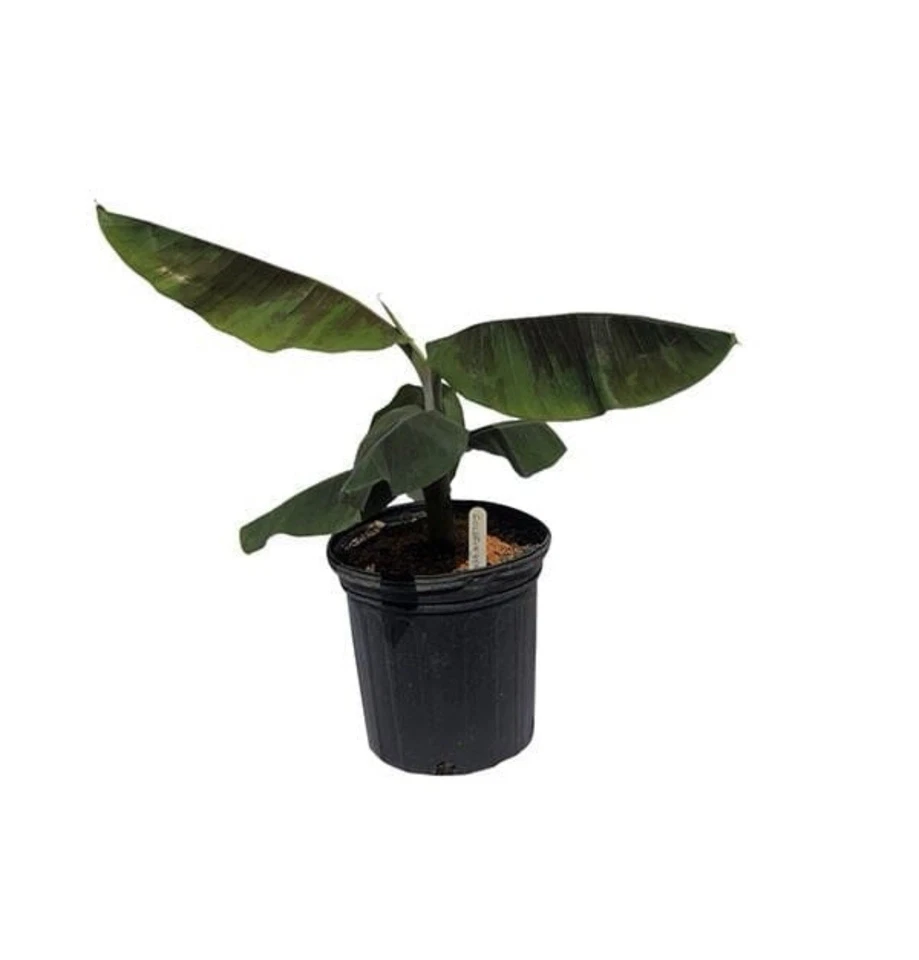 Gold Finger Banana Tree - Image 2 of 3