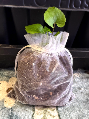 #ad Skirret Start– Rare Perennial Root Vegetable Qty: 1 $28.00