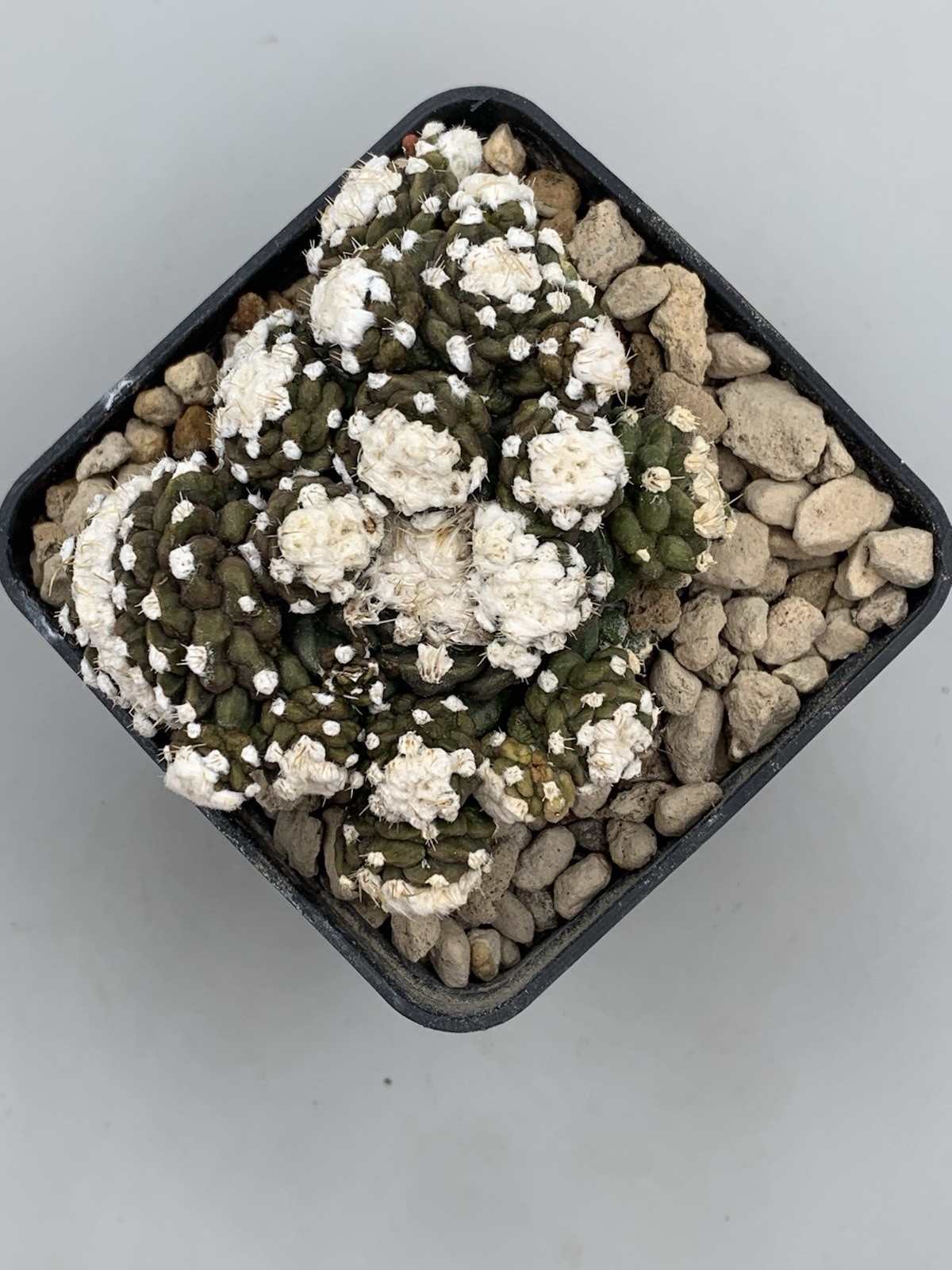Foto 7 di 7