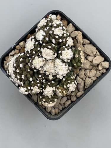 Obregonia Denegrii Mostruosa Innestata POT 7 CM RARE PLANT - Foto 7 di 7
