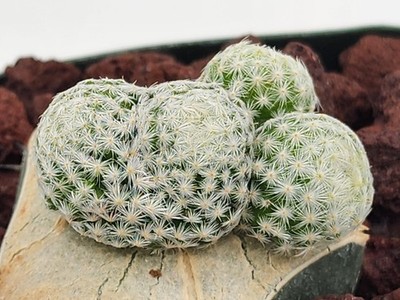 Mammillaria herrerae - Grafted | eBay