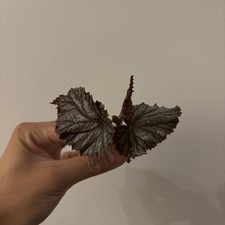 Begonia ‘aya’ cane Angel Wing