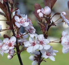 Purpleleaf Sandcherry 1 Live Plant in 3.5 Inch Pot