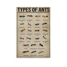 Ypes of Ants Poster Educational Canvas Wall Art Aesthetic Decorative Painting...