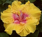 HOME RUN Tropical Hibiscus -- Plant in 4.5" pot — photo 1