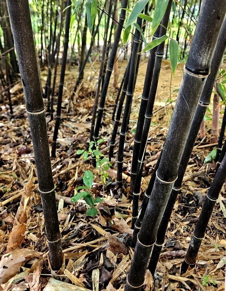 (6) Black Bamboo Rhizomes – Cold-Hardy, Evergreen – Privacy Screen, Fast-Growing - Image 3 of 4