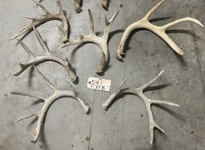 Taxidermy Beautiful 10 lbs + of White-tailed  DEER Shed ANTLERS/Crafts/dog chew