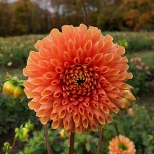 JOWEY LINDA Giant Ball Dahlia Bulb Tuber Clump EXTRA LARGE BLOOMS Free Shipping