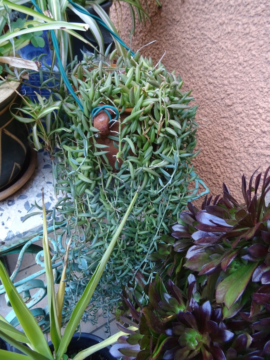 Lot De Chutes De Tissus Bleus Pour Patchwork + Plantes De Jardin - Occasion